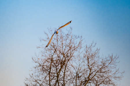 Flying seagull at sunset against a tree backgroundの写真素材
