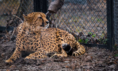 Cheetah in the zoo lies on the background of the gridの写真素材
