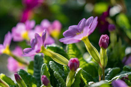 Purple flowers close up, in hanging basket 2018の写真素材