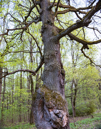 The stem of a dead tree in a spring forest 2018