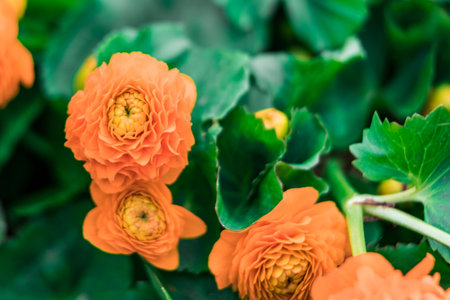 Orange flowers on a green background close-up 2018