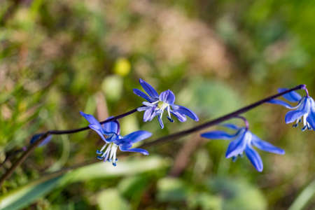 Blue spring flowers on grass background close-up 2018の写真素材