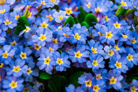 Blue spring flowers on grass background close-up 2018の写真素材