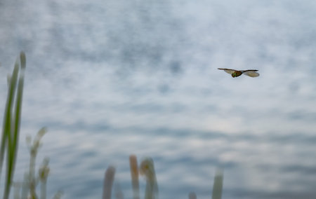 Dragonfly in flight over water in Russia