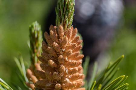 Pine kidney. Kidney coniferous tree close up. 2018