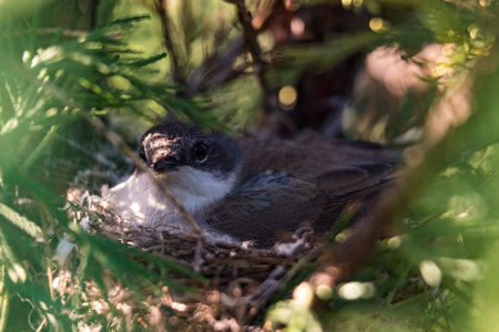 Little bird hatching eggs in a nest 2018