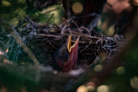 Chicks hungry in the nest close up 2018の写真素材