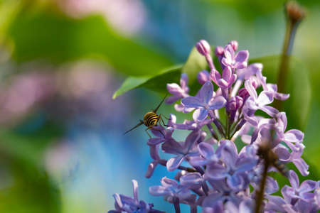 Bee flying or sitting in the light close up 2018の写真素材