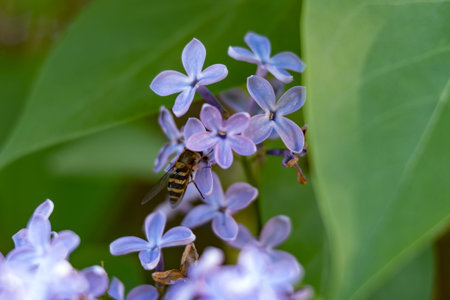 Bee flying or sitting in the light close up 2018