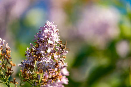 Bee flying or sitting in the light close up 2018の写真素材