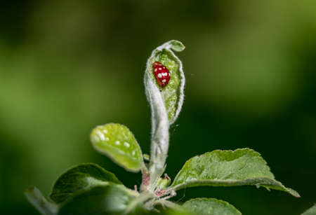 Ladybug on a green leaf close up 2018の写真素材
