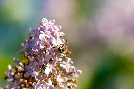 Bee flying or sitting in the light close up 2018の写真素材