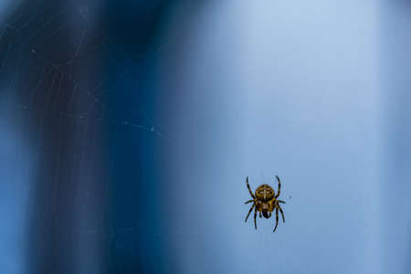 Spider on a web close up on a blue background 2018の写真素材