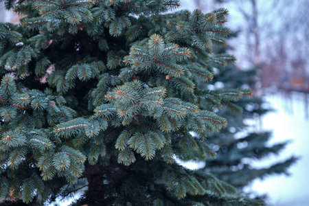 Blue spruce branches in winter on a cloudy day 2019