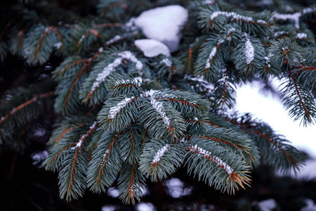 Blue spruce branches in winter on a cloudy day 2019