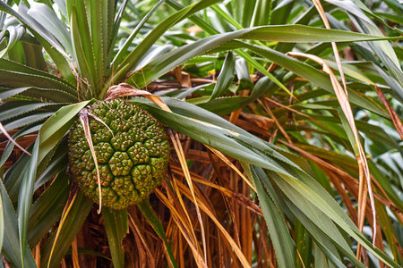 Ripe pineapple on tree in Thailand in summer 2019