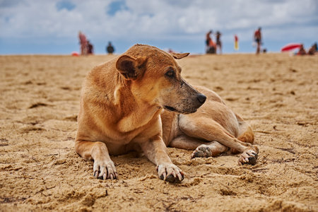 Stray dog on the beach in thailand 2018
