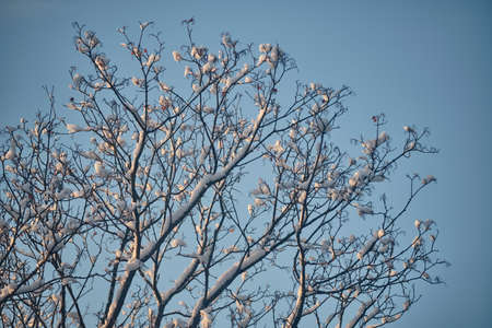 Branches in the snow against the sky in Februaryの写真素材