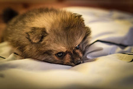 Sleeping little spitz puppy close up at home 2019の写真素材