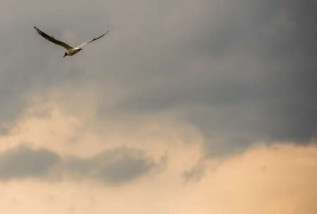 Seagull flying against the sky before the rain 2019の写真素材
