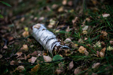 Birch log in the autumn forest in the afternoon 2019
