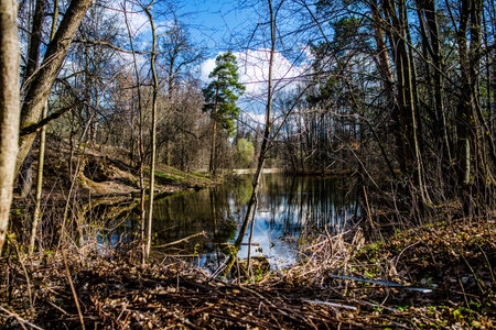 Pond in the spring forest in the Moscow regionの写真素材