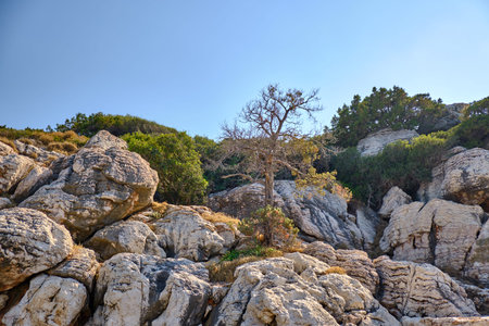 Tree growing among the stones on the mountain 2019の写真素材