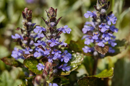 Blue wildflower closeup afternoon in the fieldの写真素材