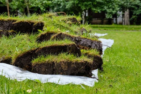 Pieces of lawn piled in a pile in summerの写真素材