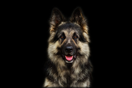 German Shepherd dog isolated on black background