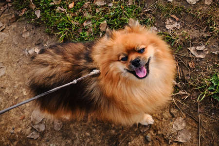German Spitz on a walk in Russia in the forestの写真素材
