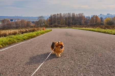 German Spitz on a walk in a park in Moscow in autumn