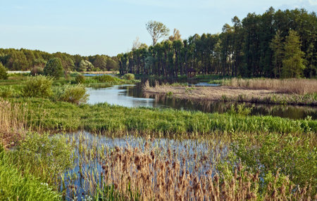 View marshland summer.