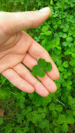 Green four leaf clover on a hand. Lucky clover. Make a wish. Top viewの写真素材