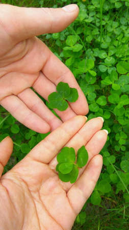 Green four leaf clovers in hands. Man and woman found lucky clover leaves. Make a wish. Happy Saint Patricks dayの写真素材