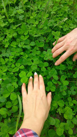 Male and female hands searching for lucky clover leaves in a clover field in the forestの写真素材