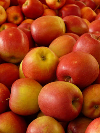 Delicious juicy ripe apples are full of iron and vitamin.の写真素材