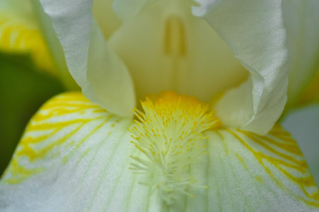 Iris  plant 
