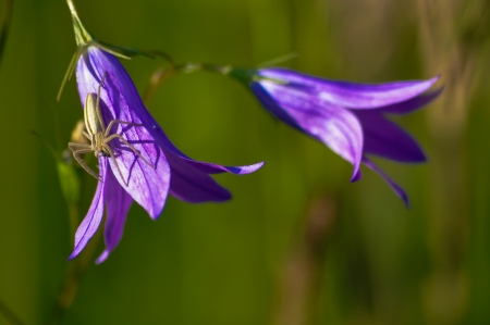 wildflower with spiderの写真素材