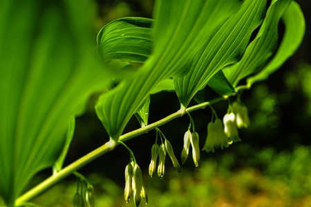 flowerの写真素材