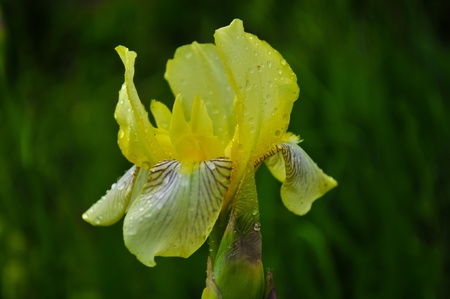 Iris  plant の写真素材