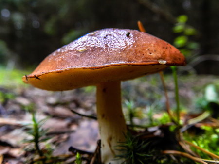 Mushroom  Suillus granulatus 