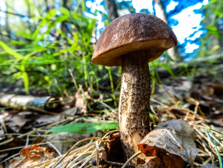 Mushroom Leccinum griseumの写真素材
