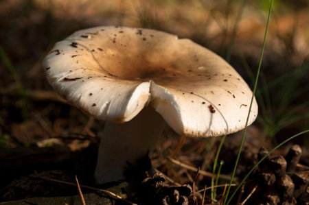 type of edible mushroom Russula vesca