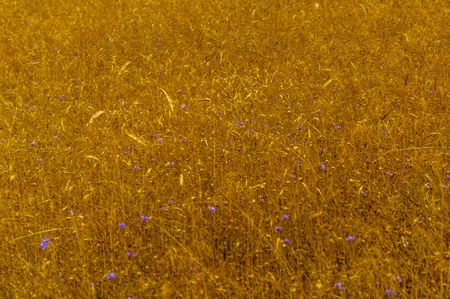 grain in the field before harvestの写真素材