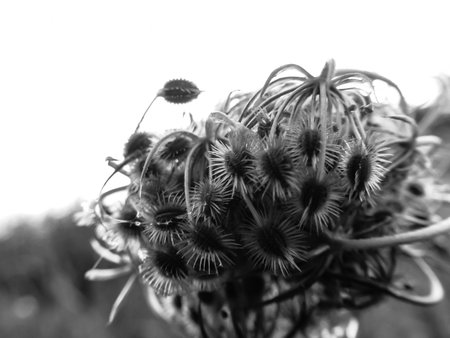 seeds