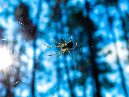 spider webの写真素材