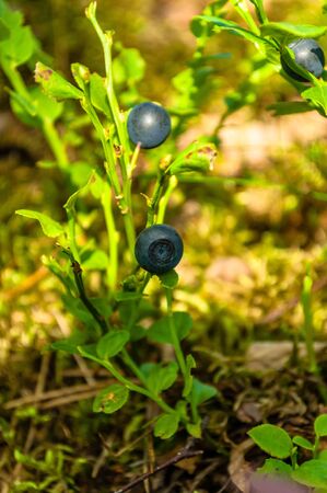 bilberry, whortleberry, blueberryの写真素材