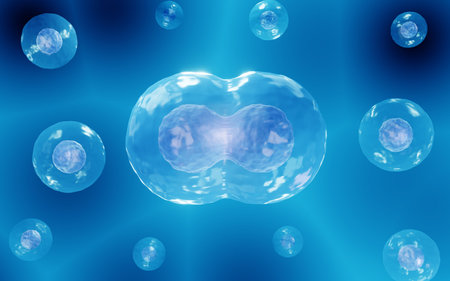 Cell division, Mitosisの写真素材