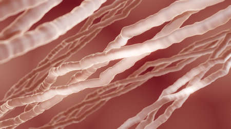 Collagen is a protein that is the main component of connective tissue such as skin, muscles, bones and tendonsの写真素材
